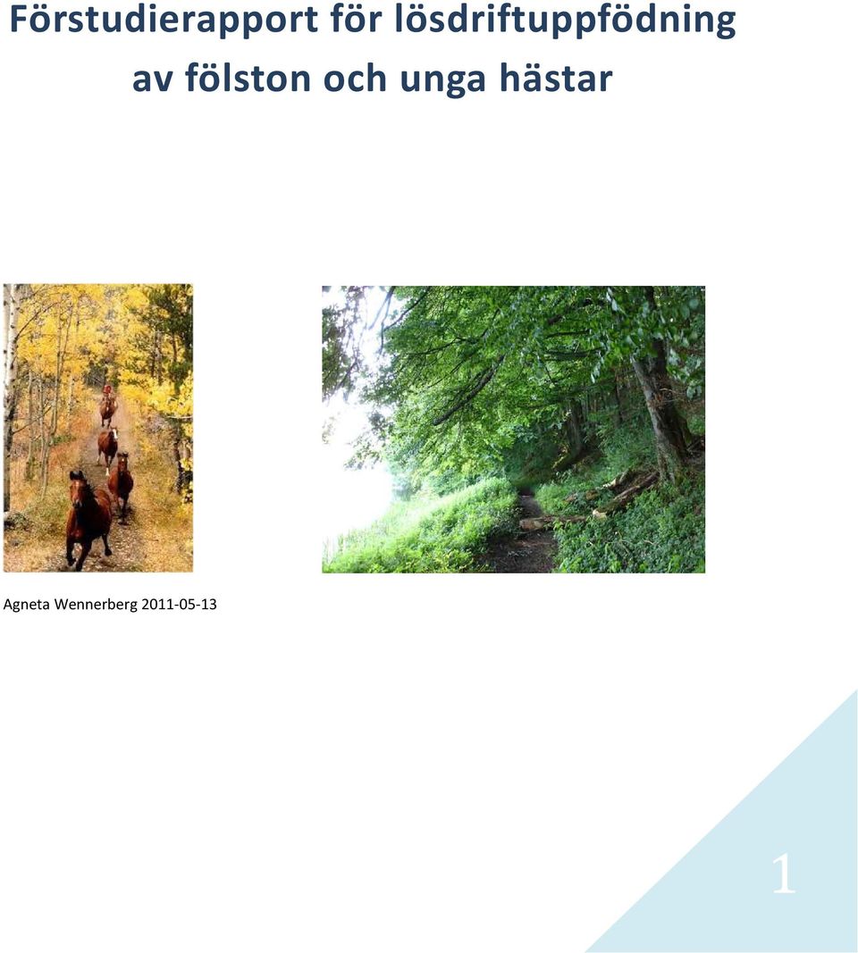 fölston och unga hästar