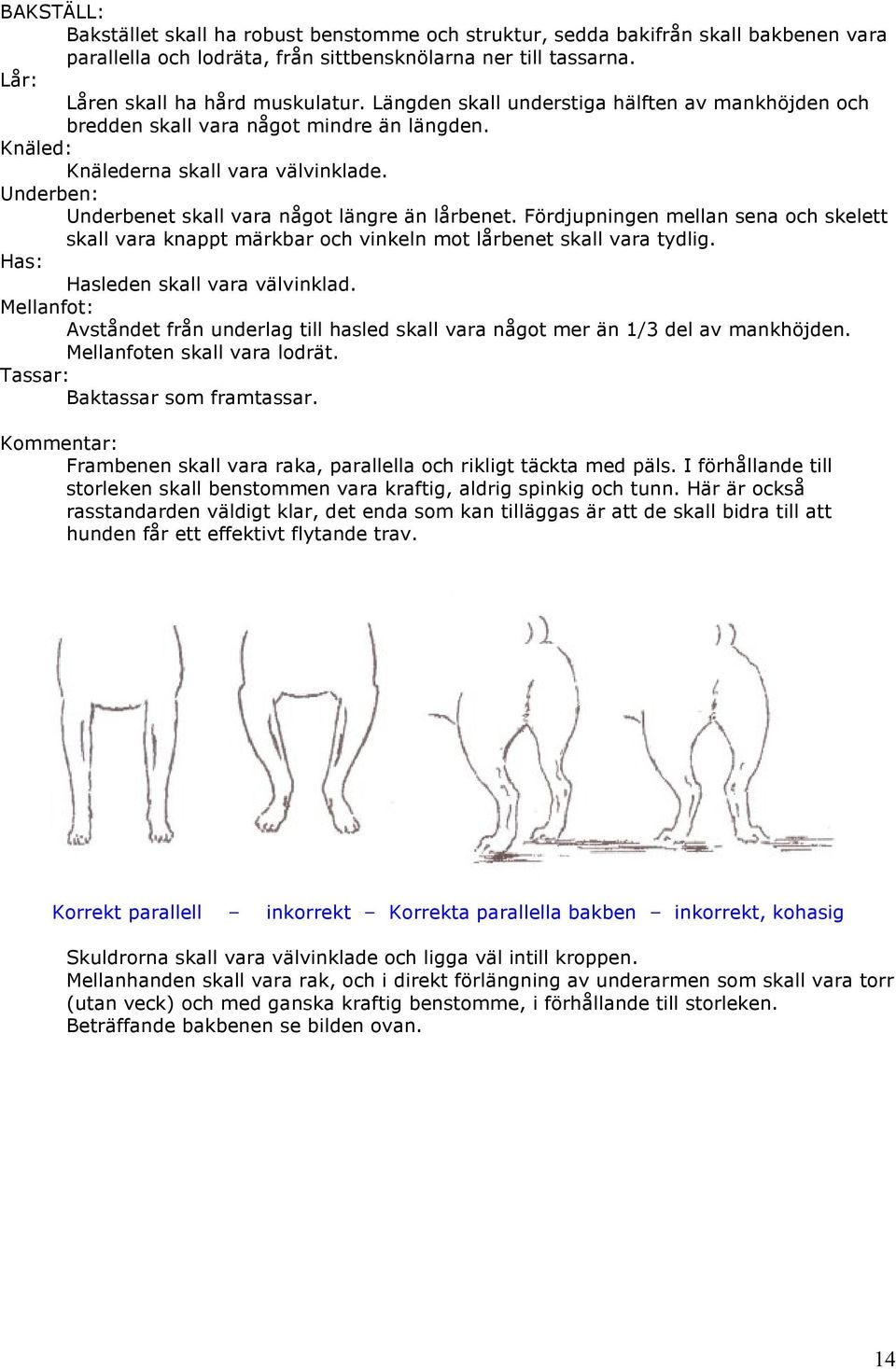 Fördjupningen mellan sena och skelett skall vara knappt märkbar och vinkeln mot lårbenet skall vara tydlig. Has: Hasleden skall vara välvinklad.