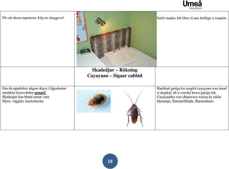 genast! Skadedjur kan bland annat vara: Myra, vägglus, kackerlacka.