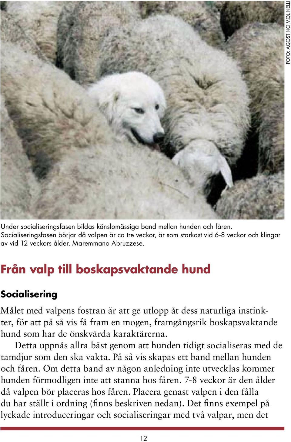 Från valp till boskapsvaktande hund Socialisering Målet med valpens fostran är att ge utlopp åt dess naturliga instinkter, för att på så vis få fram en mogen, framgångsrik boskapsvaktande hund som