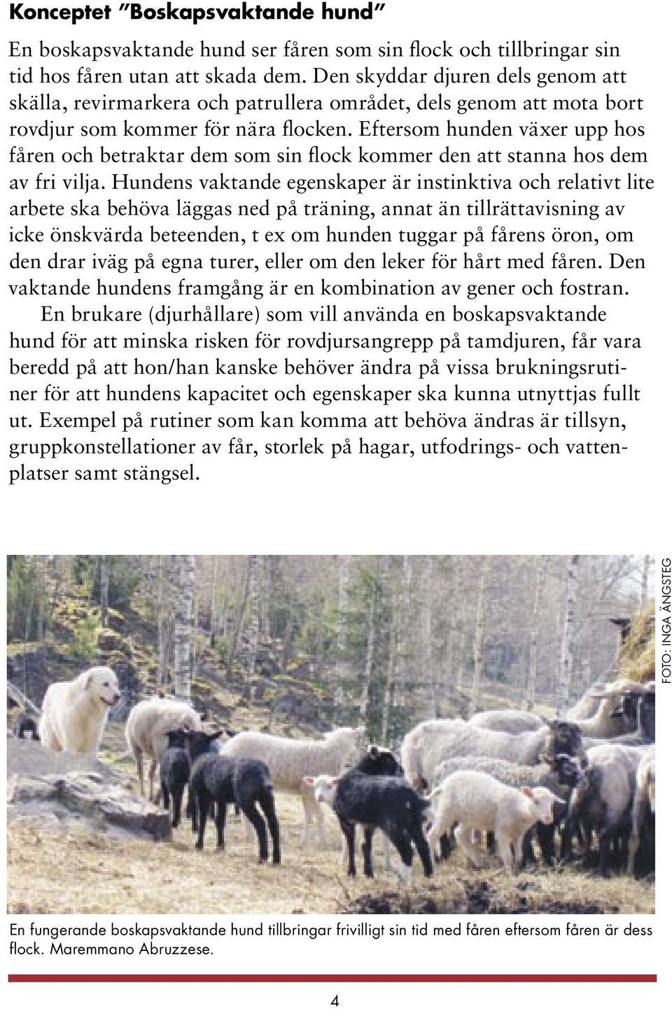 Eftersom hunden växer upp hos fåren och betraktar dem som sin flock kommer den att stanna hos dem av fri vilja.