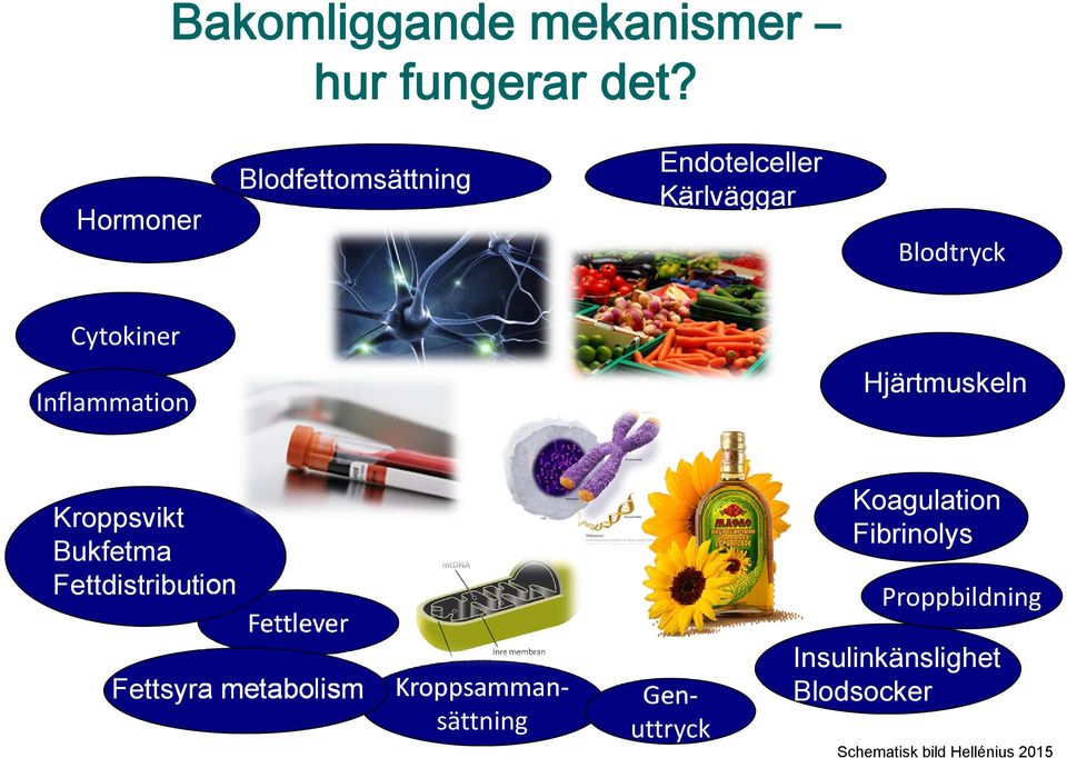 Hjärtmuskeln Inflammation Koagulation Fibrinolys Kroppsvikt Bukfetma