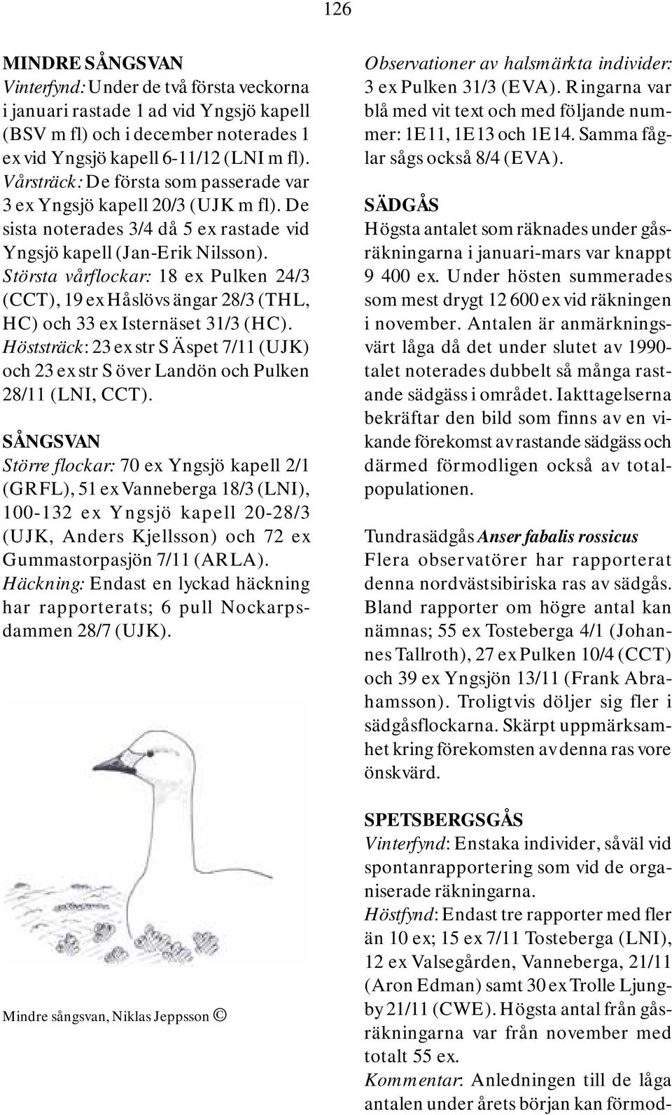 Största vårflockar: 18 ex Pulken 24/3 (CCT), 19 ex Håslövs ängar 28/3 (THL, HC) och 33 ex Isternäset 31/3 (HC).