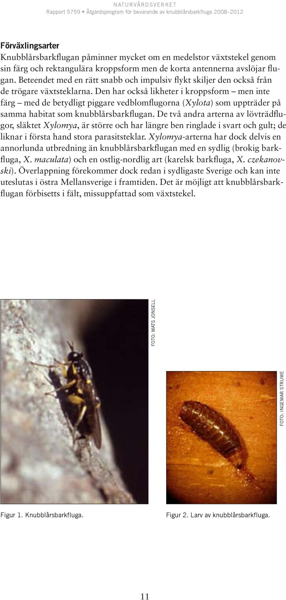 Den har också likheter i kroppsform men inte färg med de betydligt piggare vedblomflugorna (Xylota) som uppträder på samma habitat som knubblårsbarkflugan.