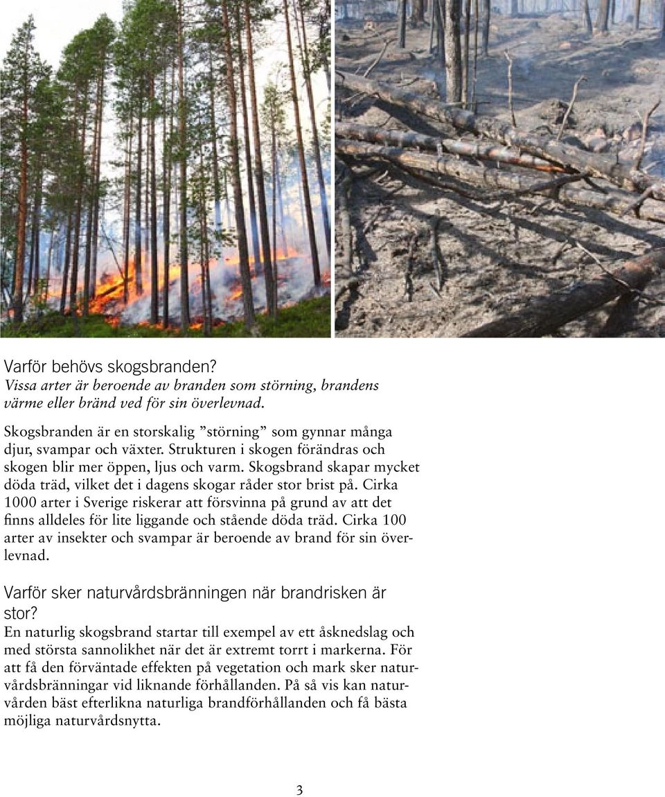 Skogsbrand skapar mycket döda träd, vilket det i dagens skogar råder stor brist på.
