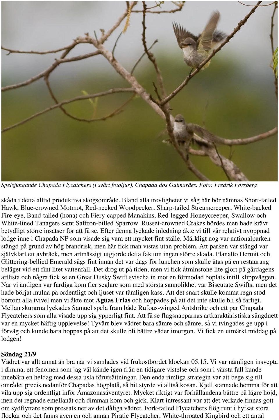 Manakins, Red-legged Honeycreeper, Swallow och White-lined Tanagers samt Saffron-billed Sparrow. Russet-crowned Crakes hördes men hade krävt betydligt större insatser för att få se.