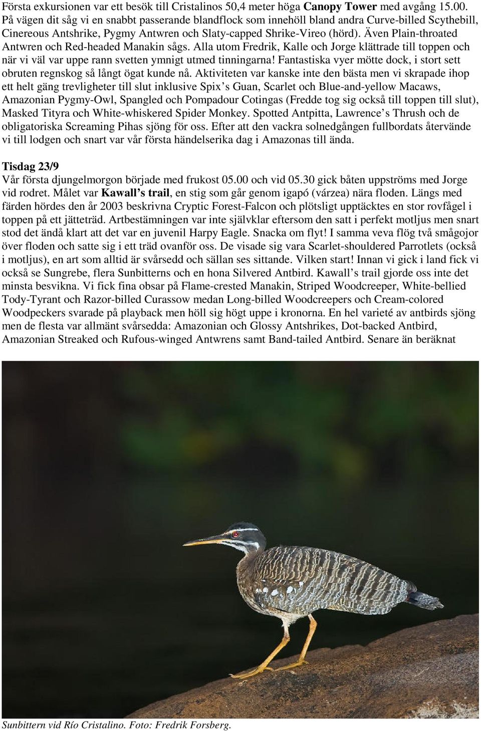 Även Plain-throated Antwren och Red-headed Manakin sågs. Alla utom Fredrik, Kalle och Jorge klättrade till toppen och när vi väl var uppe rann svetten ymnigt utmed tinningarna!