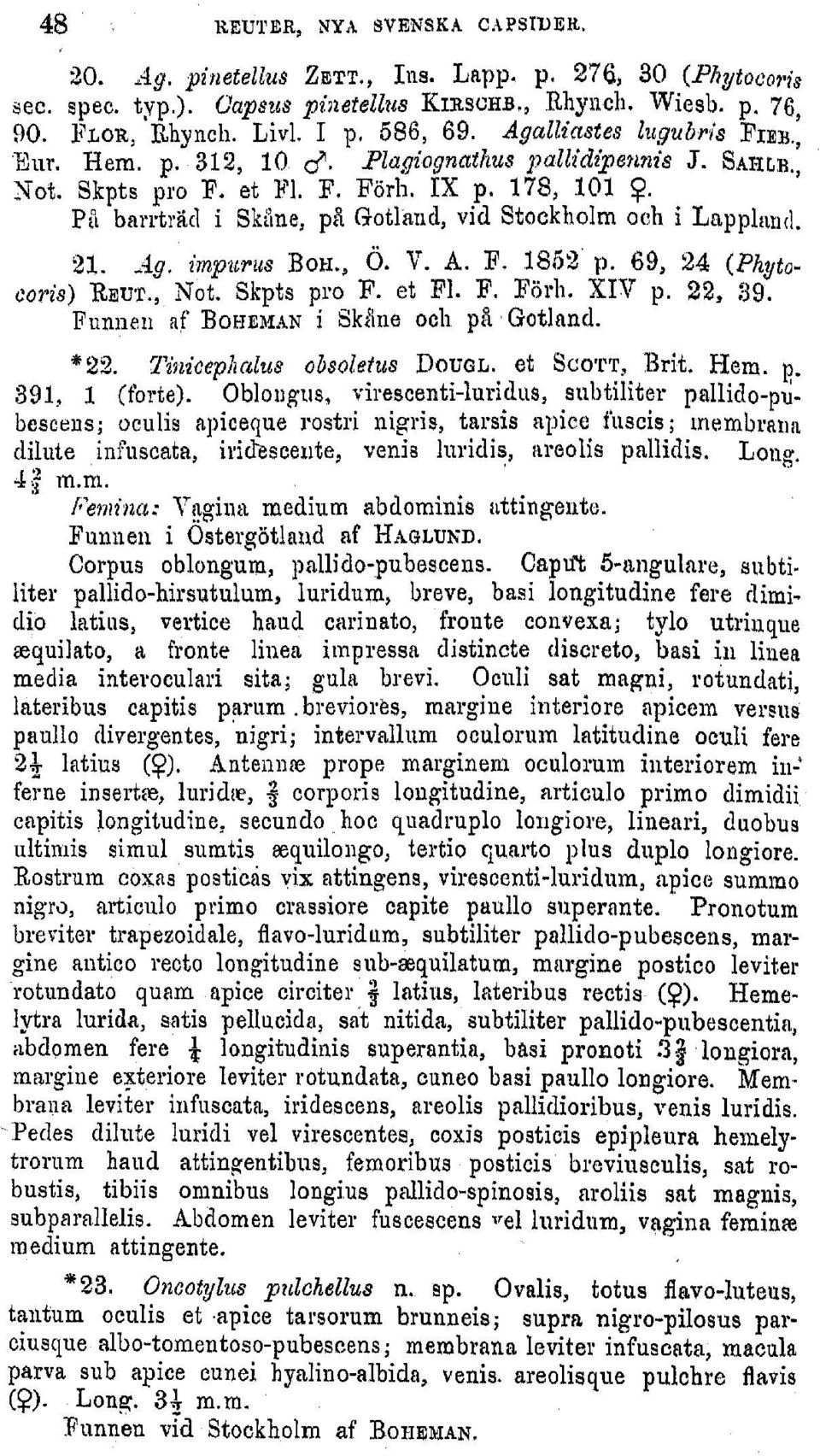 Pd barrtrk(a i SkUlne, p& Gotlaud, vid Stockholm och i Lapplial. 21. Ag. iinpurus Bow, 0. V. A. F. 18,5i2 p. 69, 24 (Pytocoris) REUT., Not. Skpts pro F. et Fl. F. Frbr. XIV p. 22, 39.