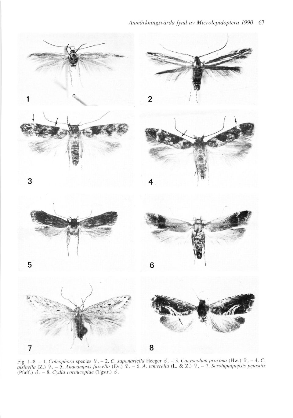 rinyr (Hw.) 9. - 4. ('. ul."sinclta(2.)9.-i.anac,tnytsis.firsccllu (Ev.) 9. -6.A.