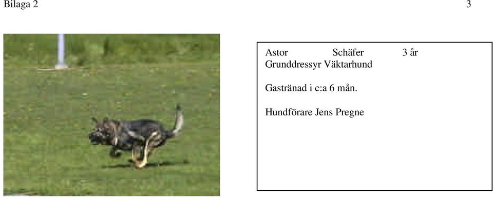 Väktarhund Gastränad i