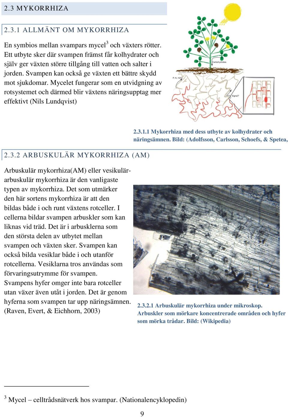 Mycelet fungerar som en utvidgning av rotsystemet och därmed blir växtens näringsupptag mer effektivt (Nils Lundqvist) 2.3.2 ARBUSKULÄR MYKORRHIZA (AM) 2.3.1.