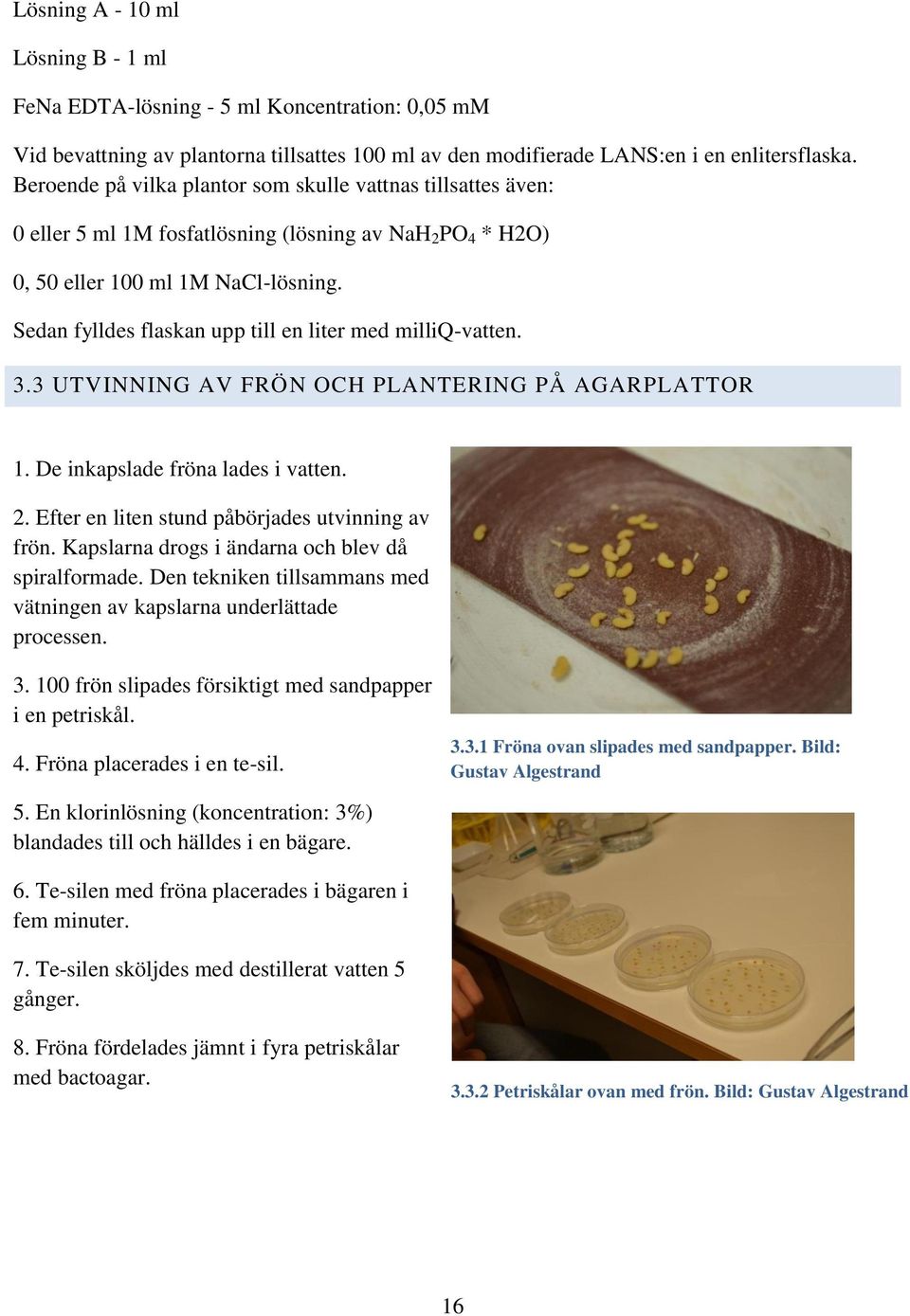 Sedan fylldes flaskan upp till en liter med milliq-vatten. 3.3 UTVINNING AV FRÖN OCH PLANTERING PÅ AGARPLATTOR 1. De inkapslade fröna lades i vatten. 2.