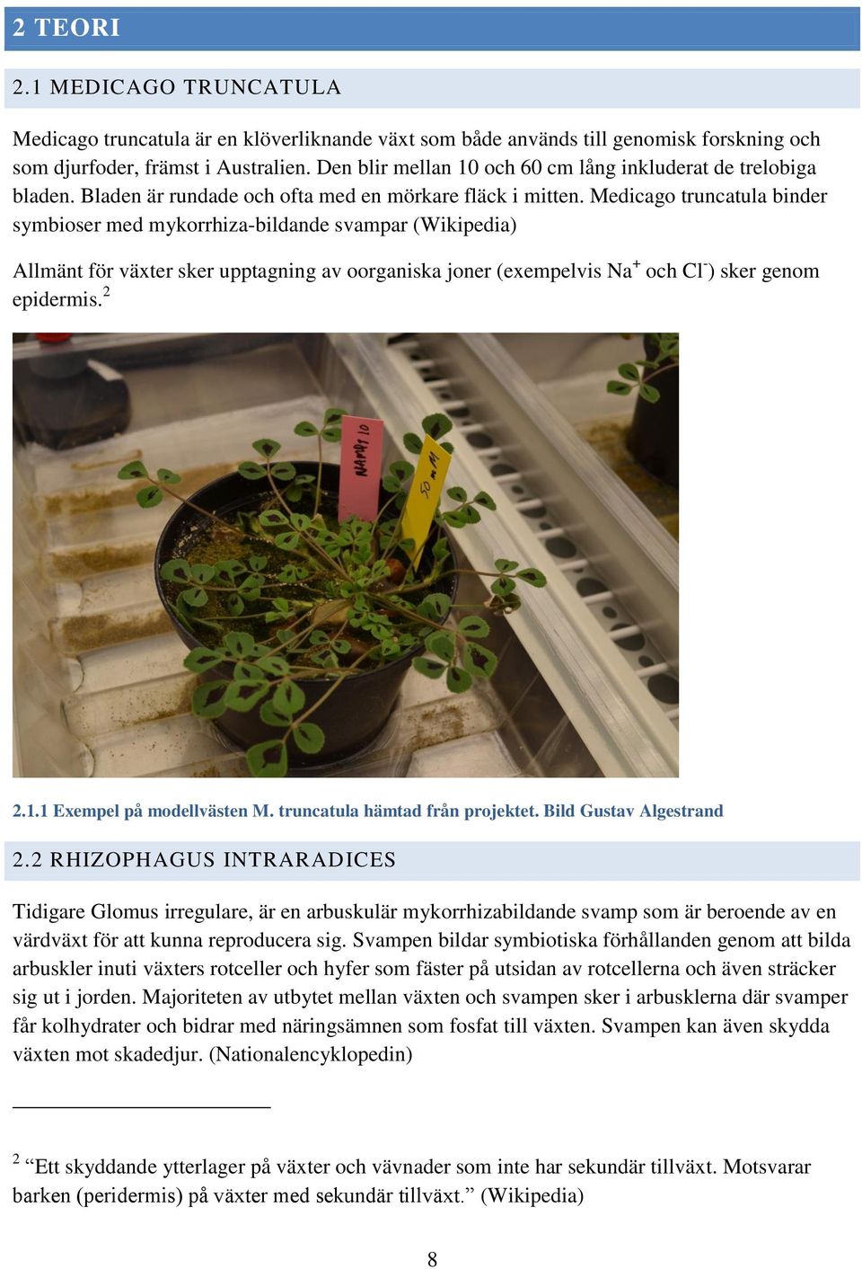 Medicago truncatula binder symbioser med mykorrhiza-bildande svampar (Wikipedia) Allmänt för växter sker upptagning av oorganiska joner (exempelvis Na + och Cl - ) sker genom epidermis. 2 2.1.