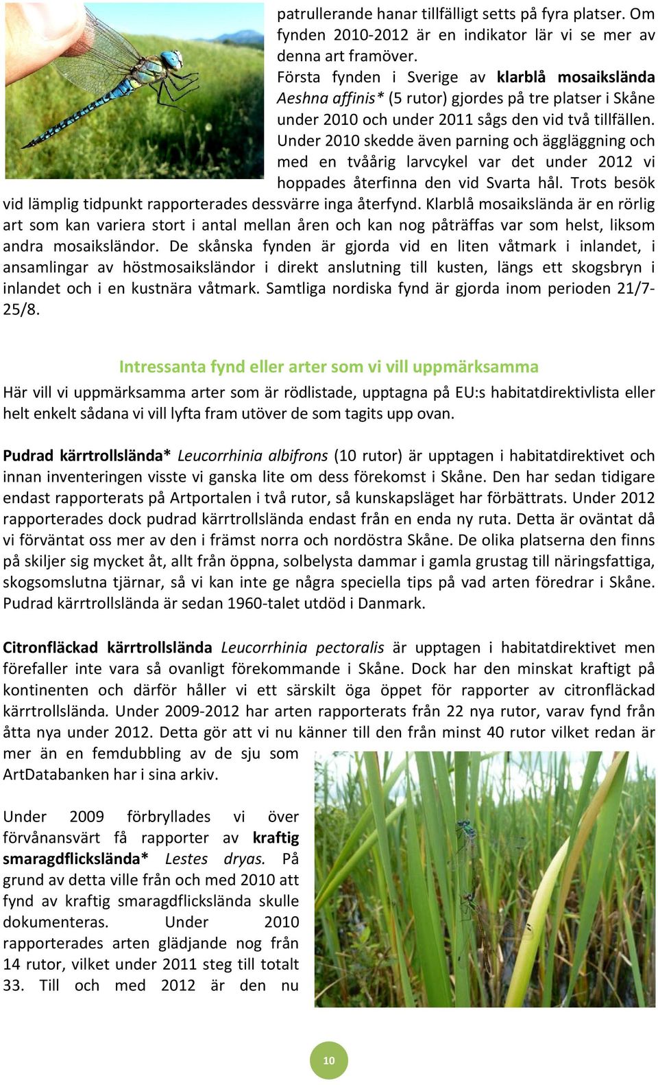 Under 2010 skedde även parning och äggläggning och med en tvåårig larvcykel var det under 2012 vi hoppades återfinna den vid Svarta hål.