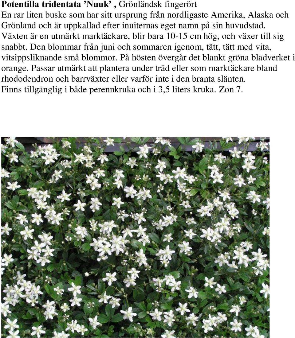 Den blommar från juni och sommaren igenom, tätt, tätt med vita, vitsippsliknande små blommor. På hösten övergår det blankt gröna bladverket i orange.