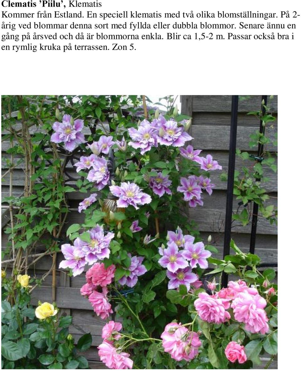 På 2- årig ved blommar denna sort med fyllda eller dubbla blommor.