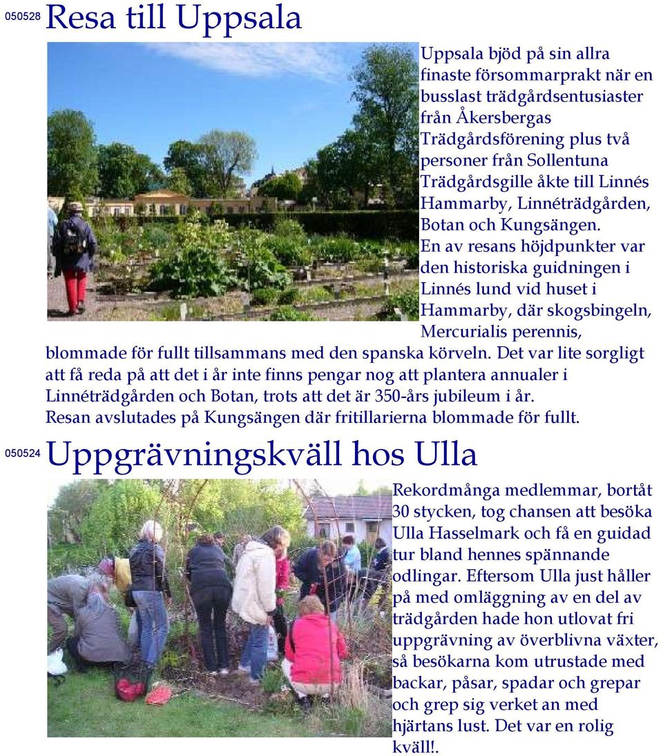 En av resans höjdpunkter var den historiska guidningen i Linnés lund vid huset i Hammarby, där skogsbingeln, Mercurialis perennis, blommade för fullt tillsammans med den spanska körveln.