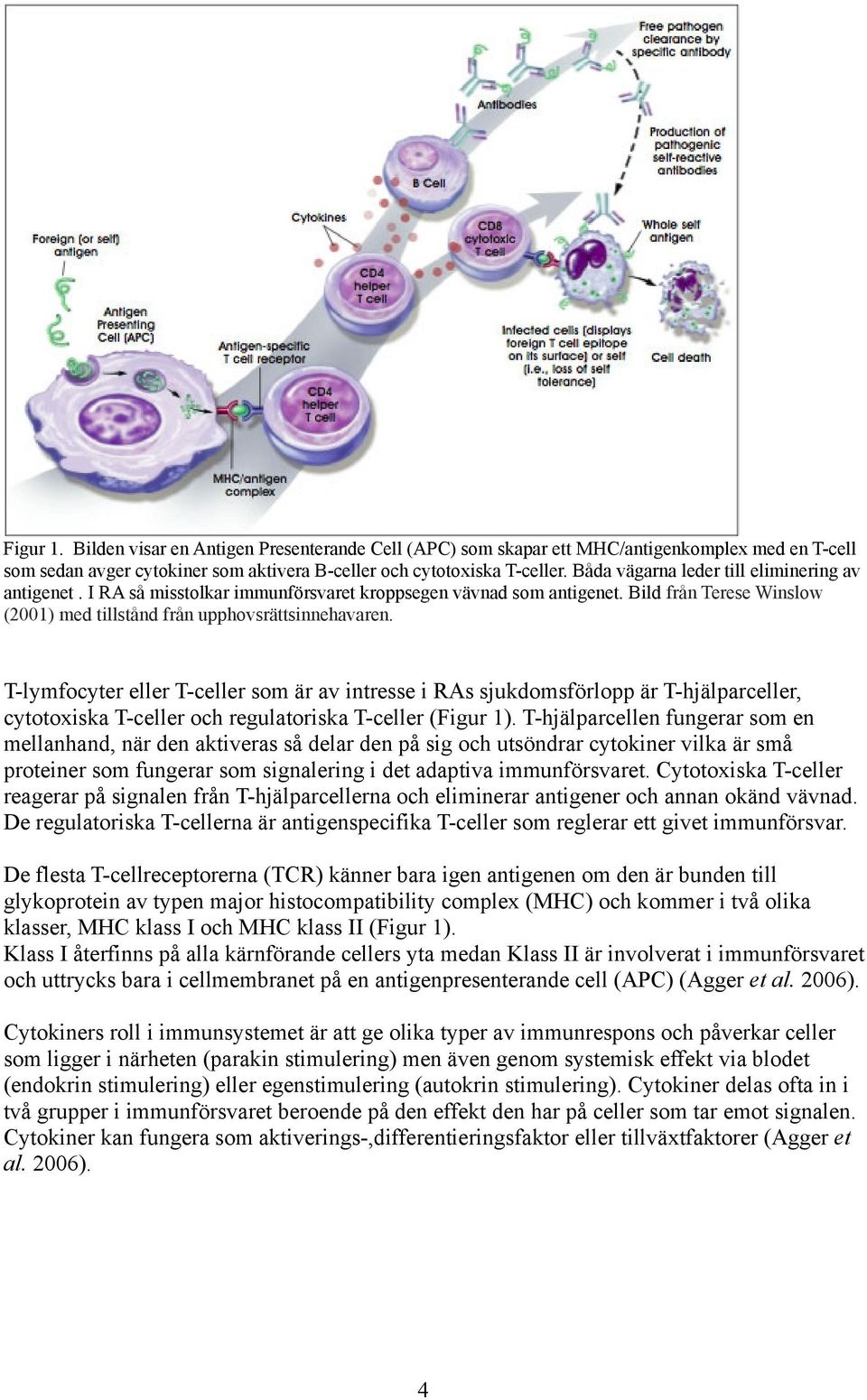 T-lymfocyter eller T-celler som är av intresse i RAs sjukdomsförlopp är T-hjälparceller, cytotoxiska T-celler och regulatoriska T-celler (Figur 1).