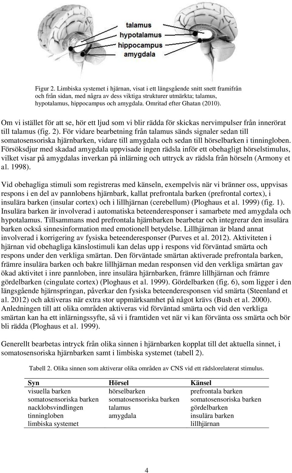 För vidare bearbetning från talamus sänds signaler sedan till somatosensoriska hjärnbarken, vidare till amygdala och sedan till hörselbarken i tinningloben.