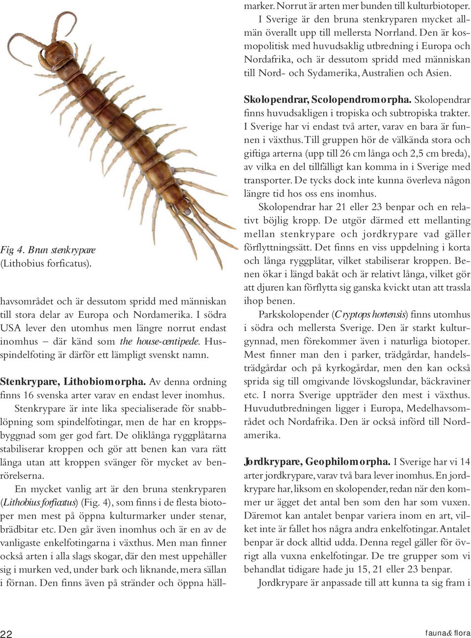 Brun stenkrypare (Lithobius forficatus). havsområdet och är dessutom spridd med människan till stora delar av Europa och Nordamerika.