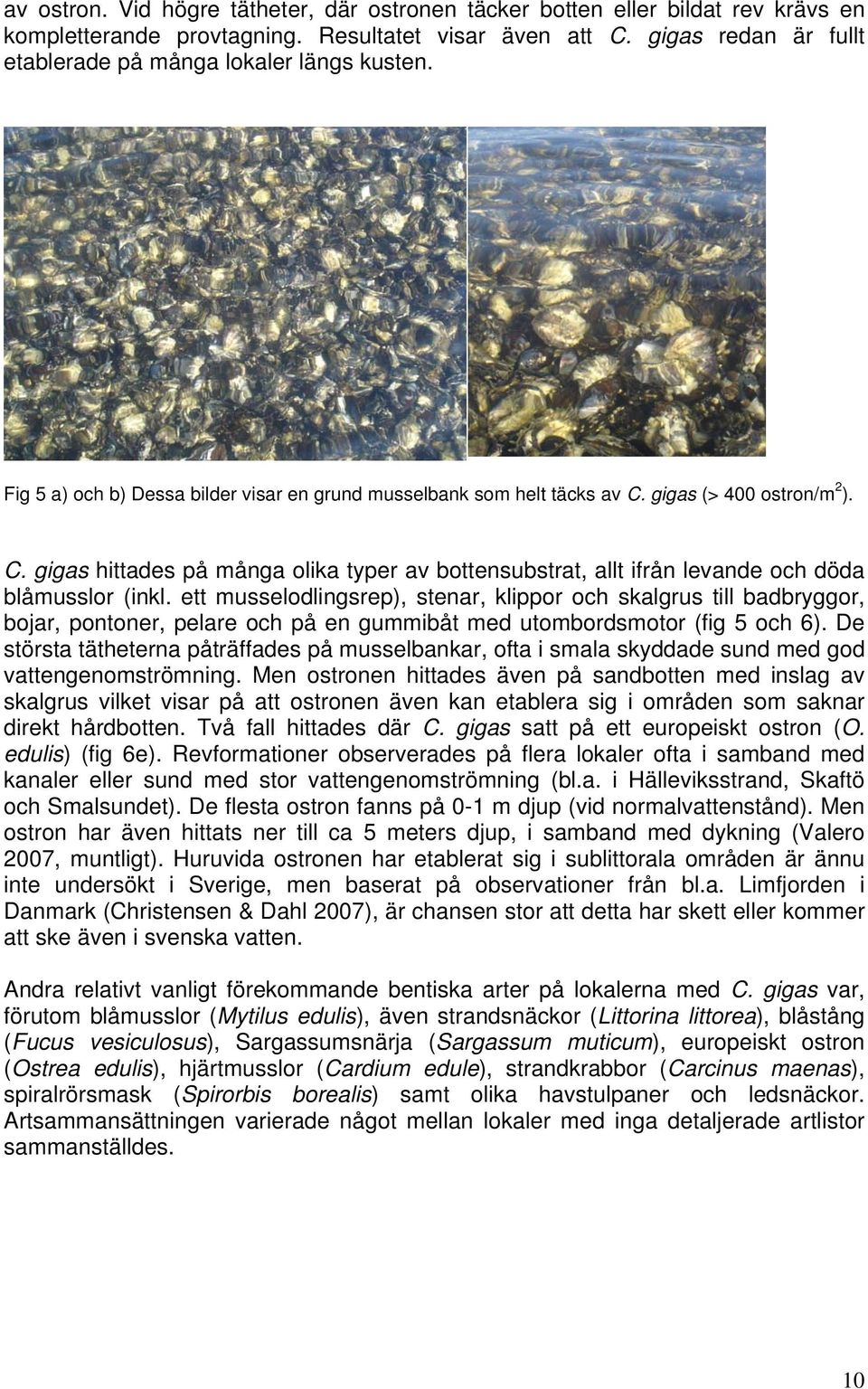 gigas (> 400 ostron/m 2 ). C. gigas hittades på många olika typer av bottensubstrat, allt ifrån levande och döda blåmusslor (inkl.