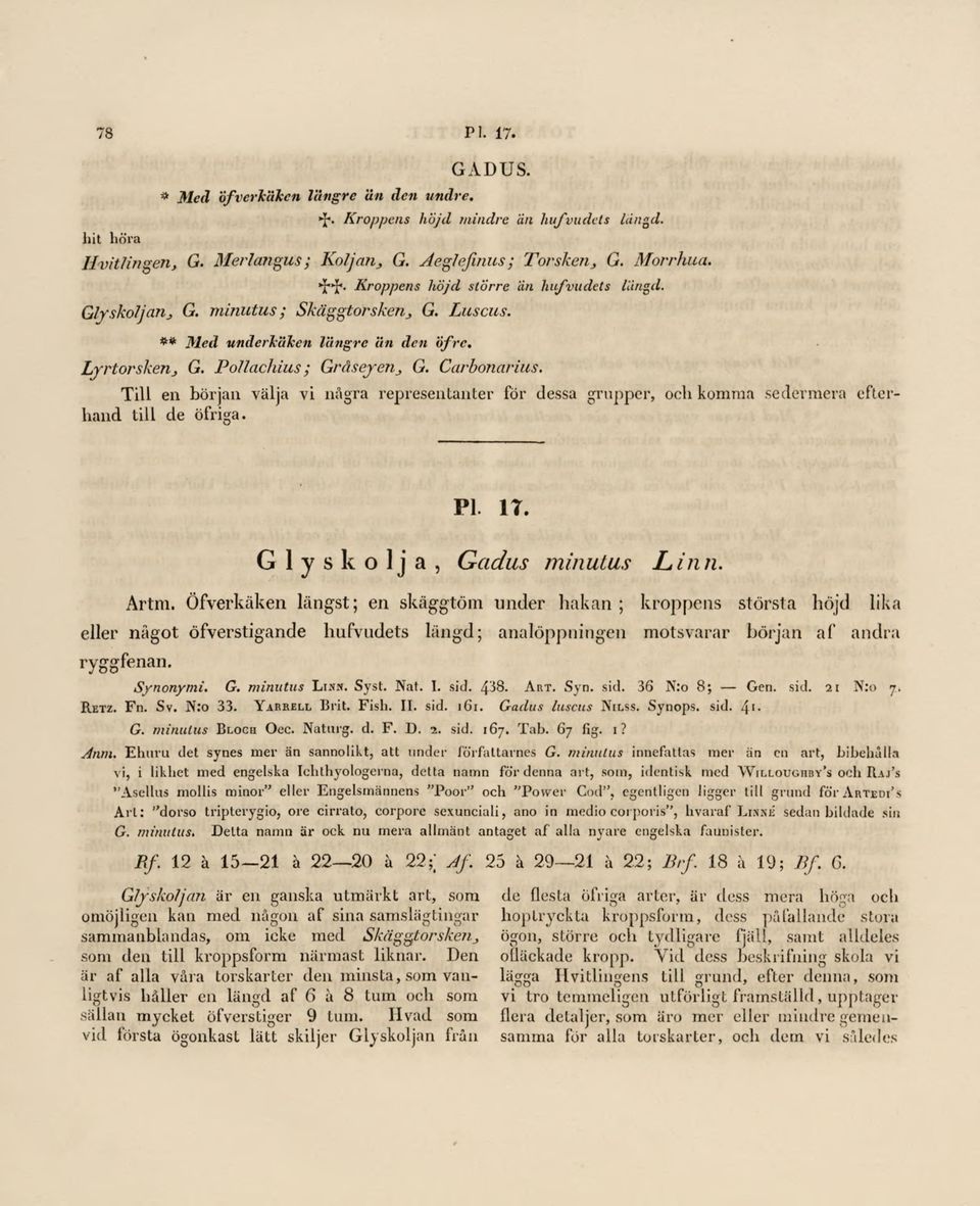 Till en början välja vi några representanter för dessa grupper, och komma sedermera efterhand till de öfriga. Pl. 17. Glyskolja, Gadus minutus Linn. Artm.