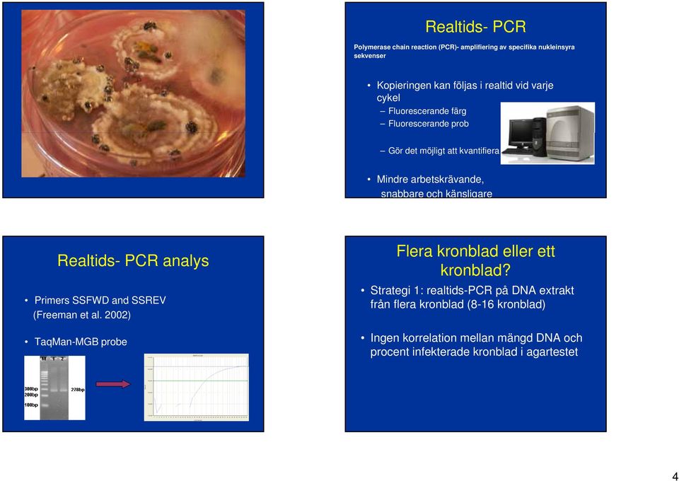 Realtids- PCR analys Primers SSFWD and SSREV (Freeman et al. 2002) TaqMan-MGB probe Flera kronblad eller ett kronblad?