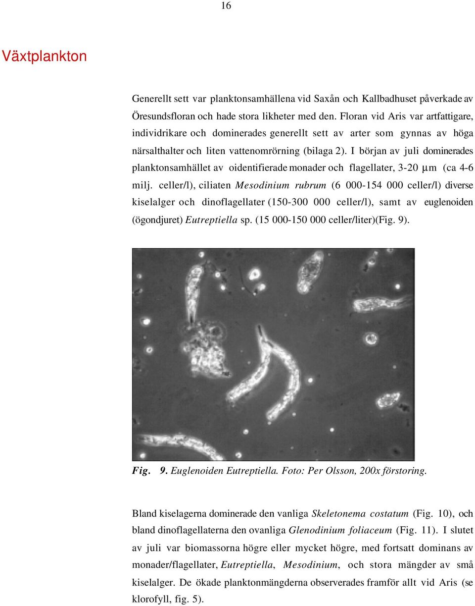 I början av juli dominerades planktonsamhället av oidentifierade monader och flagellater, 3-20 µm (ca 4-6 milj.