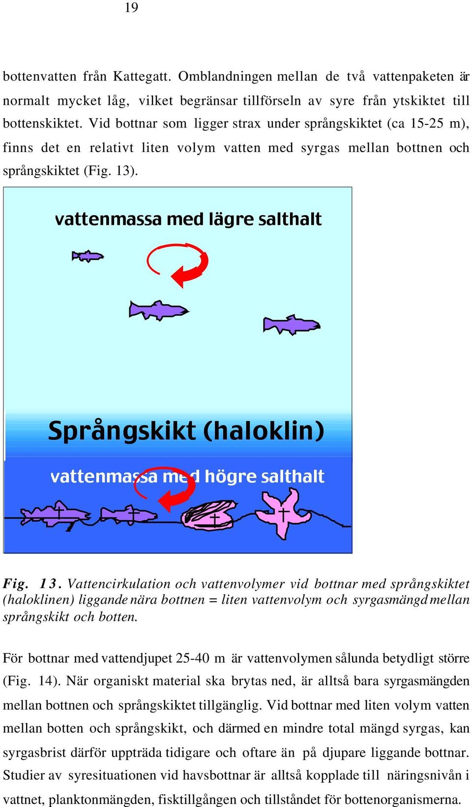 vattenmassa med lšgre salthalt SprŒngskikt (haloklin) vattenmassa med hšgre salthalt Fig. 13.