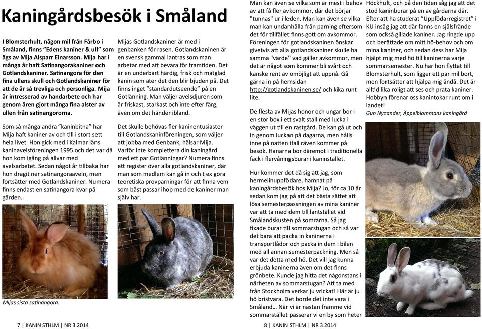 Mija är intresserad av handarbete och har genom åren gjort många fina alster av ullen från satinangororna. Mijas Gotlandskaniner är med i genbanken för rasen.
