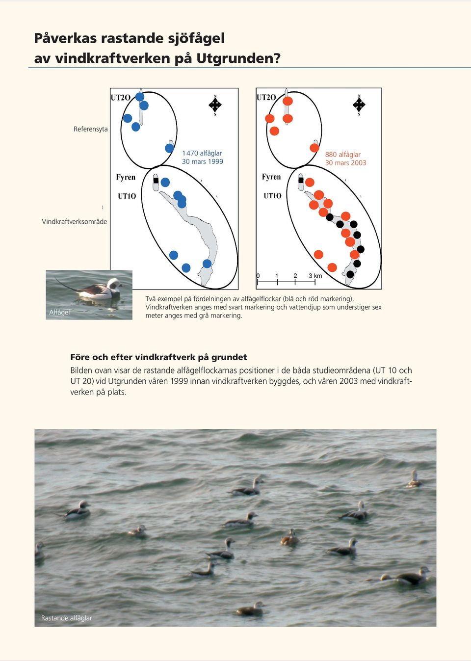 alfågelflockar (blå och röd markering). Vindkraftverken anges med svart markering och vattendjup som understiger sex meter anges med grå markering.