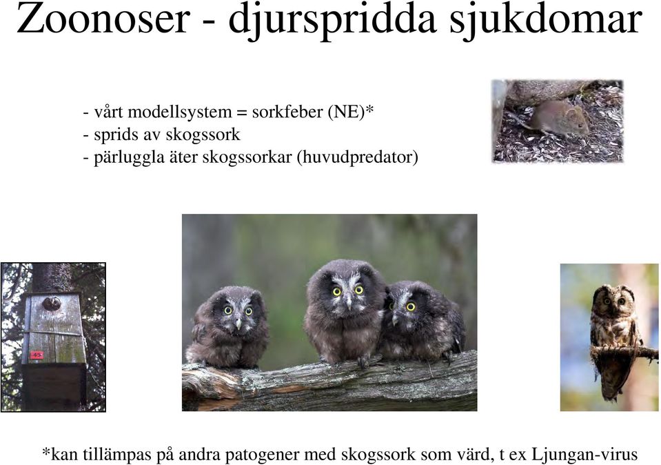 äter skogssorkar (huvudpredator) *kan tillämpas på