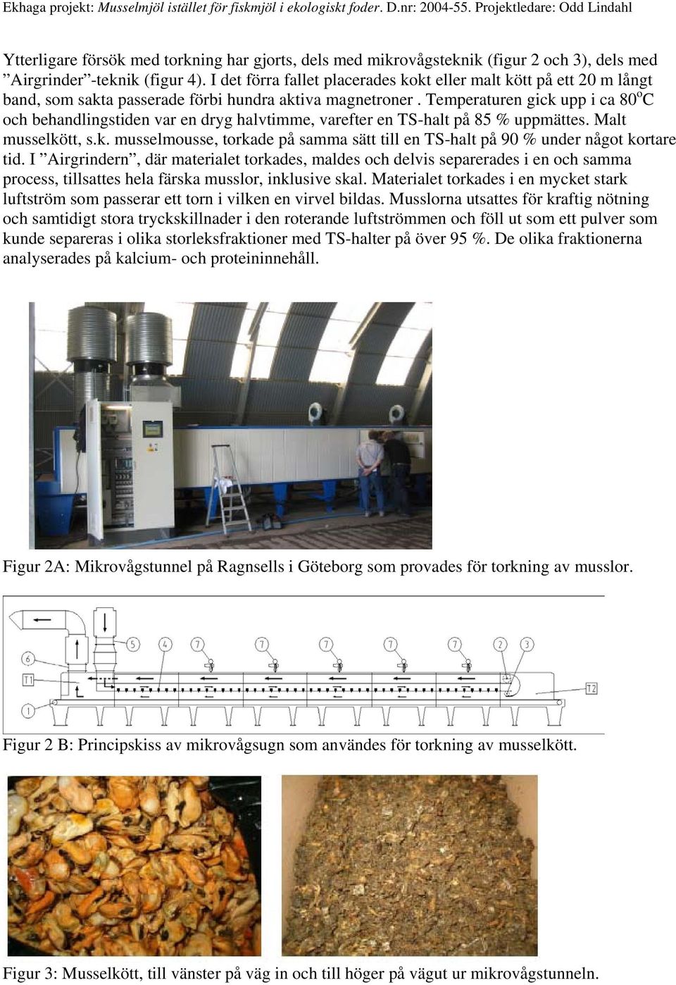 Temperaturen gick upp i ca 80 o C och behandlingstiden var en dryg halvtimme, varefter en TS-halt på 85 % uppmättes. Malt musselkött, s.k. musselmousse, torkade på samma sätt till en TS-halt på 90 % under något kortare tid.