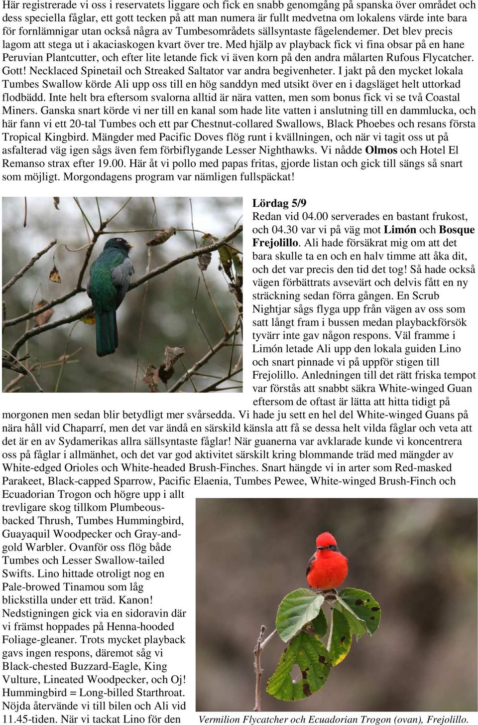 Med hjälp av playback fick vi fina obsar på en hane Peruvian Plantcutter, och efter lite letande fick vi även korn på den andra målarten Rufous Flycatcher. Gott!