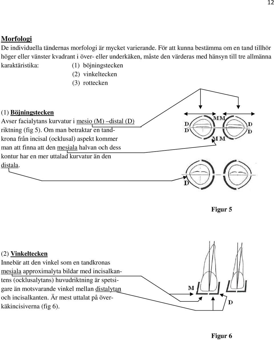 (3) rottecken (1) Böjningstecken Avser facialytans kurvatur i mesio (M) distal (D) riktning (fig 5).