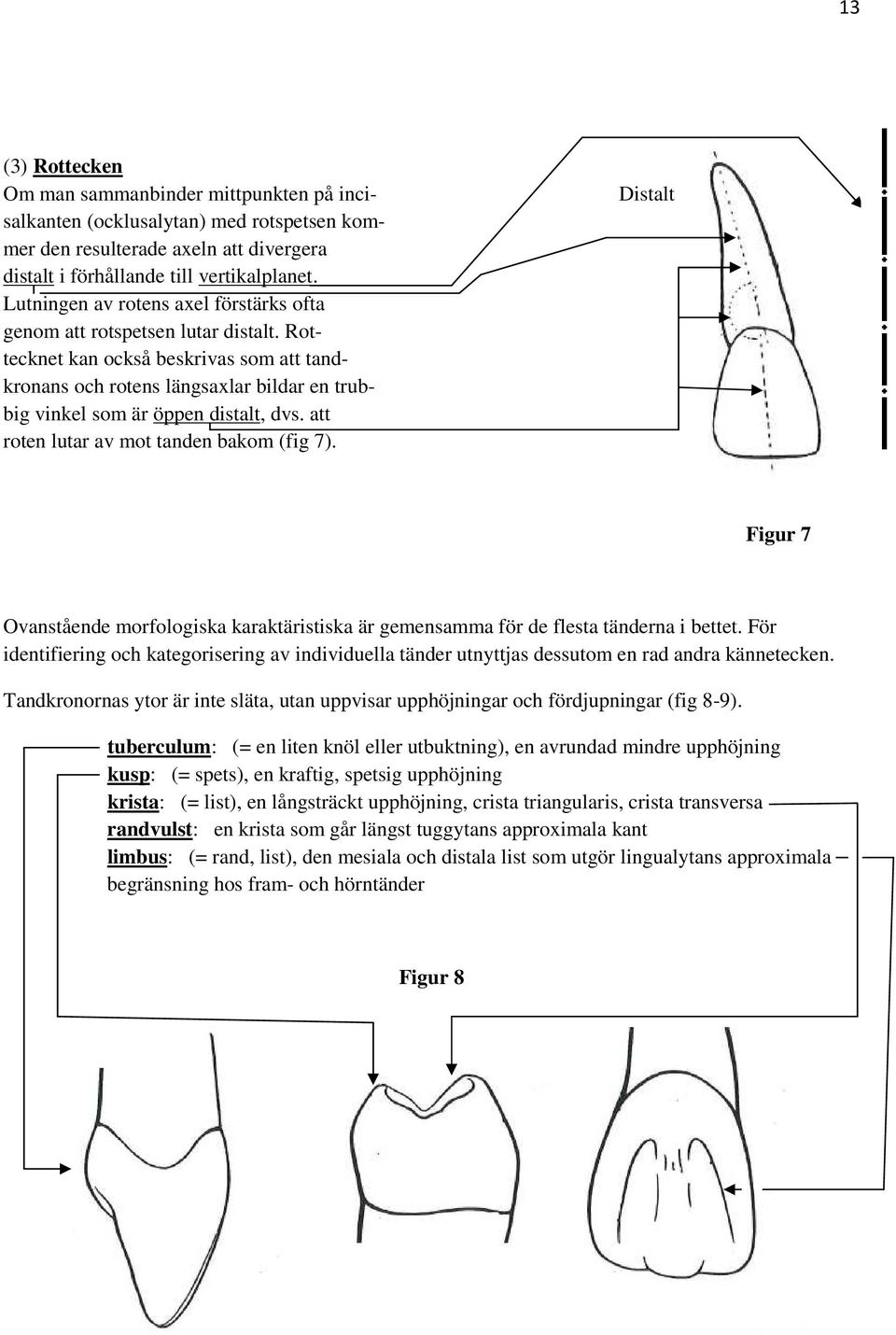 att roten lutar av mot tanden bakom (fig 7). Distalt Figur 7 Ovanstående morfologiska karaktäristiska är gemensamma för de flesta tänderna i bettet.