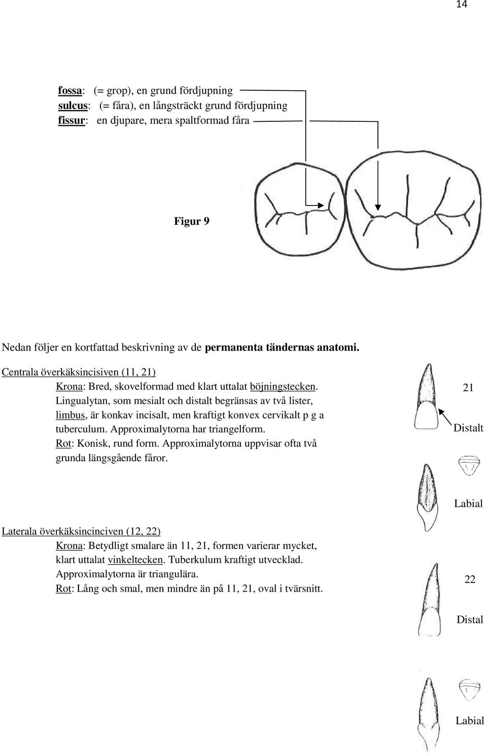 Lingualytan, som mesialt och distalt begränsas av två lister, limbus, är konkav incisalt, men kraftigt konvex cervikalt p g a tuberculum. Approximalytorna har triangelform. Rot: Konisk, rund form.