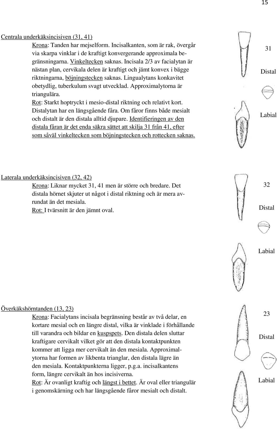 Lingualytans konkavitet obetydlig, tuberkulum svagt utvecklad. Approximalytorna är triangulära. Rot: Starkt hoptryckt i mesio-distal riktning och relativt kort. Distalytan har en längsgående fåra.