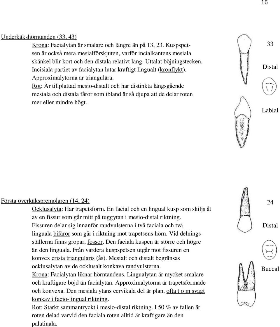 Incisiala partiet av facialytan lutar kraftigt lingualt (kronflykt). Approximalytorna är triangulära.