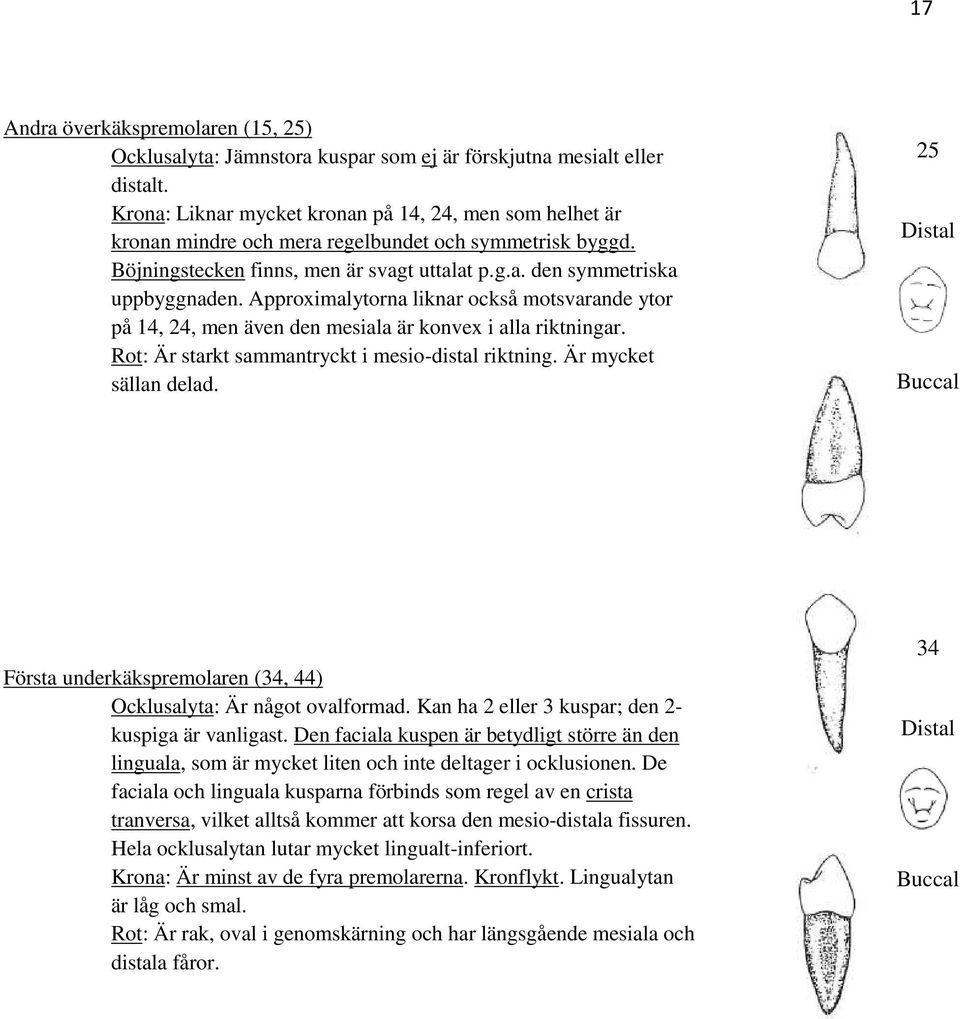 Approximalytorna liknar också motsvarande ytor på 14, 24, men även den mesiala är konvex i alla riktningar. Rot: Är starkt sammantryckt i mesio-distal riktning. Är mycket sällan delad.