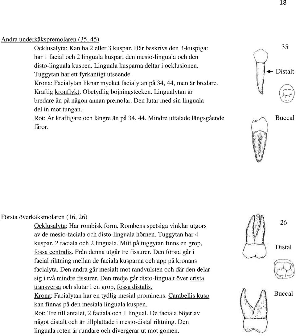 Lingualytan är bredare än på någon annan premolar. Den lutar med sin linguala del in mot tungan. Rot: Är kraftigare och längre än på 34, 44. Mindre uttalade längsgående fåror.