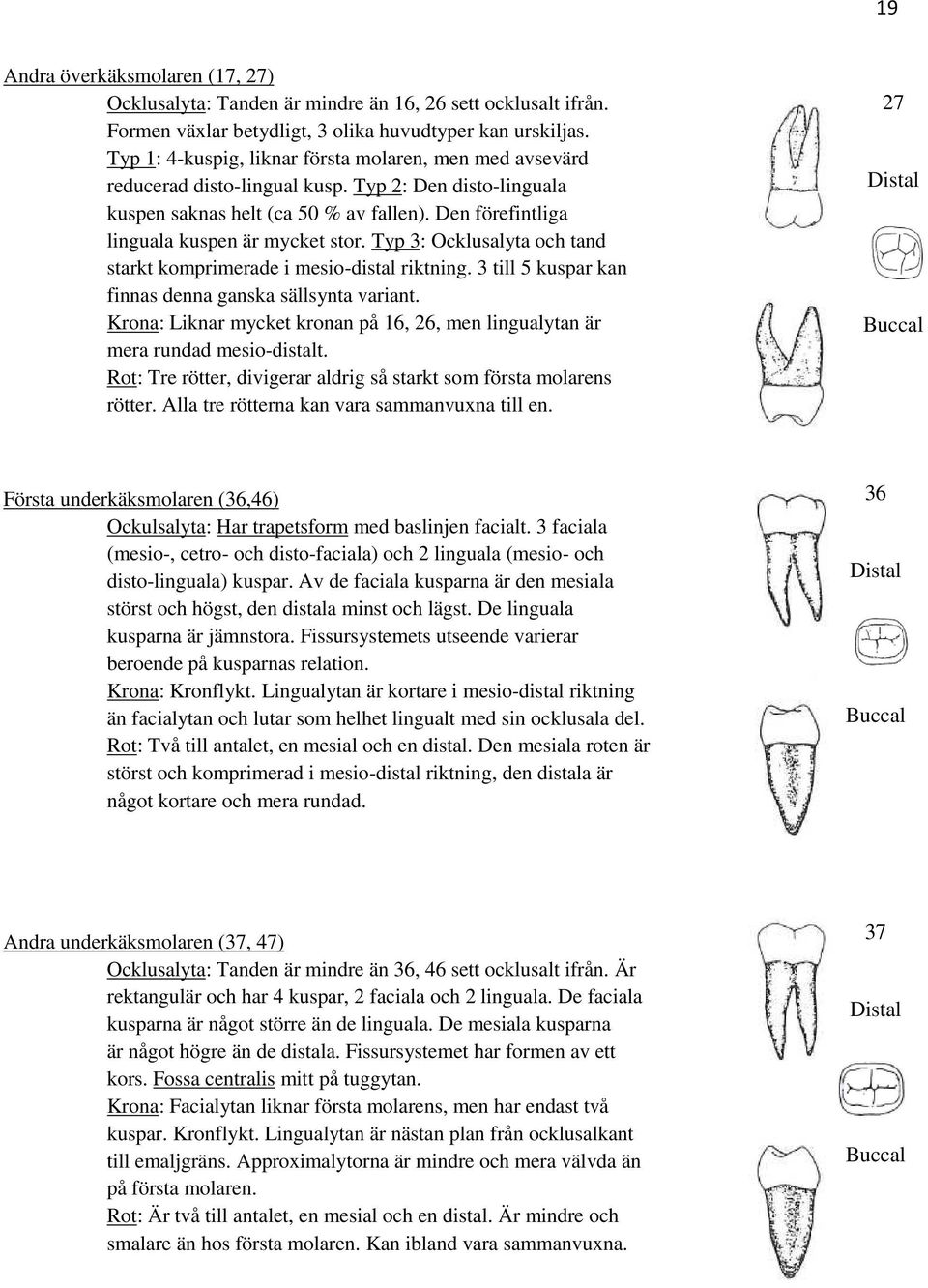 Den förefintliga linguala kuspen är mycket stor. Typ 3: Ocklusalyta och tand starkt komprimerade i mesio-distal riktning. 3 till 5 kuspar kan finnas denna ganska sällsynta variant.