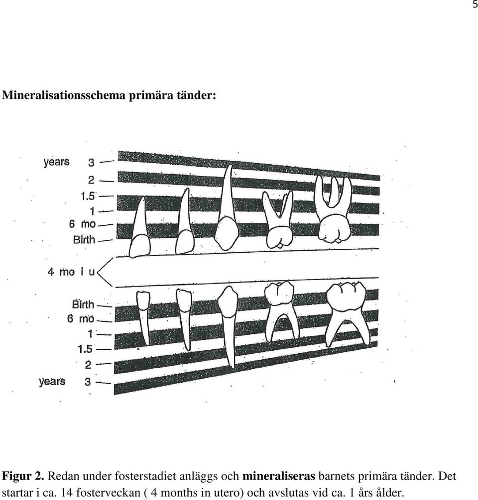 barnets primära tänder. Det startar i ca.