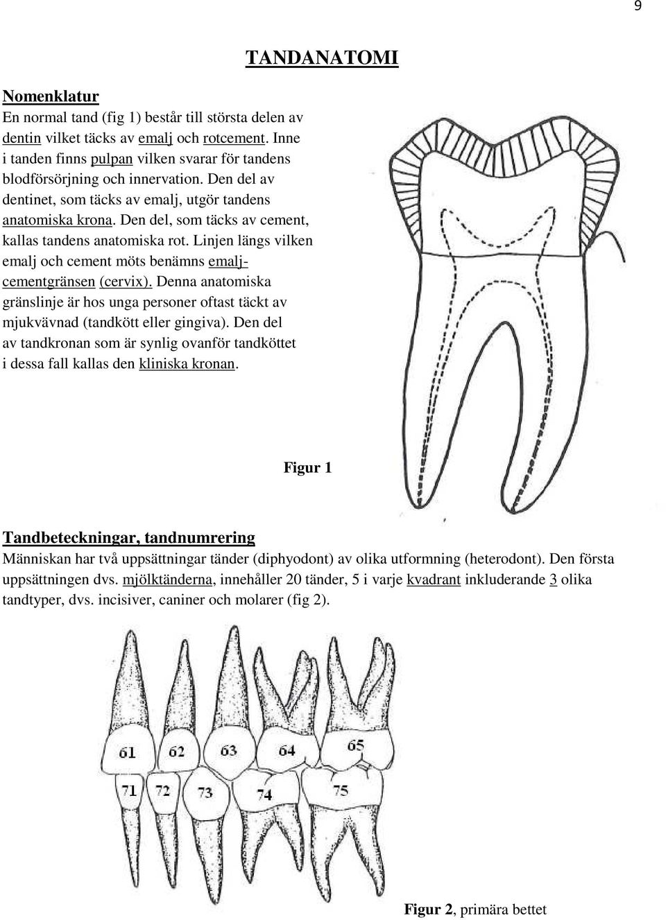 Linjen längs vilken emalj och cement möts benämns emaljcementgränsen (cervix). Denna anatomiska gränslinje är hos unga personer oftast täckt av mjukvävnad (tandkött eller gingiva).