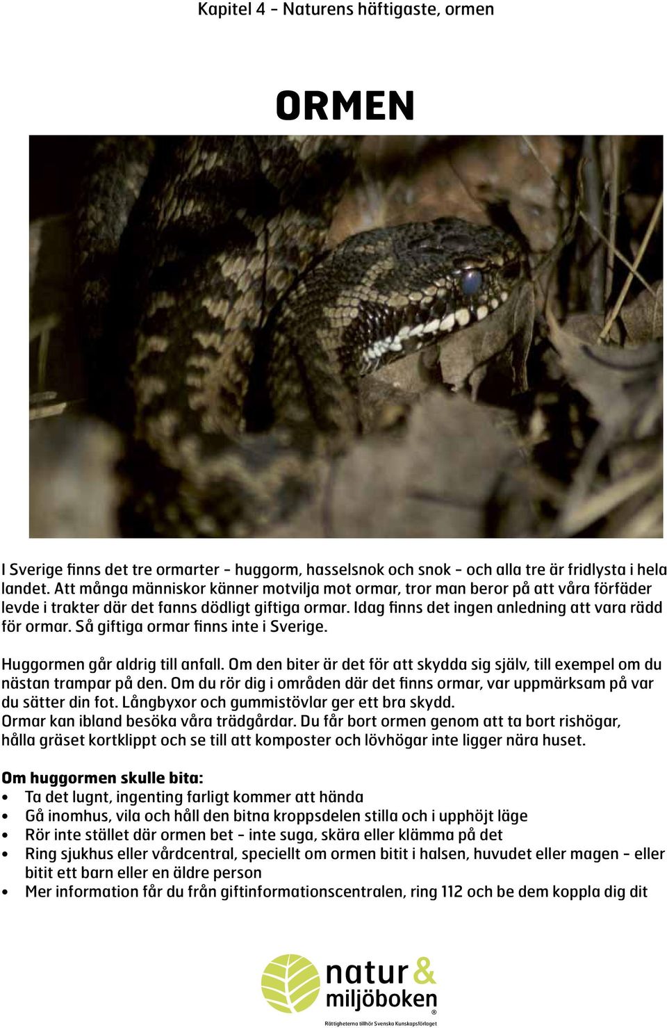 Så giftiga ormar finns inte i Sverige. Huggormen går aldrig till anfall. Om den biter är det för att skydda sig själv, till exempel om du nästan trampar på den.