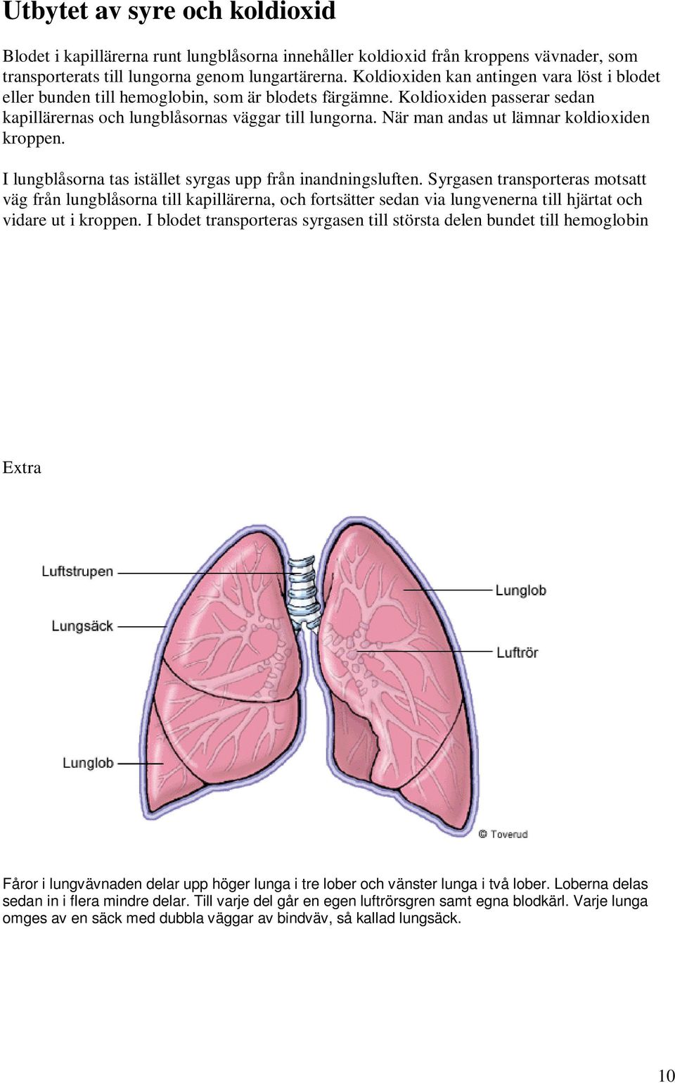 När man andas ut lämnar koldioxiden kroppen. I lungblåsorna tas istället syrgas upp från inandningsluften.