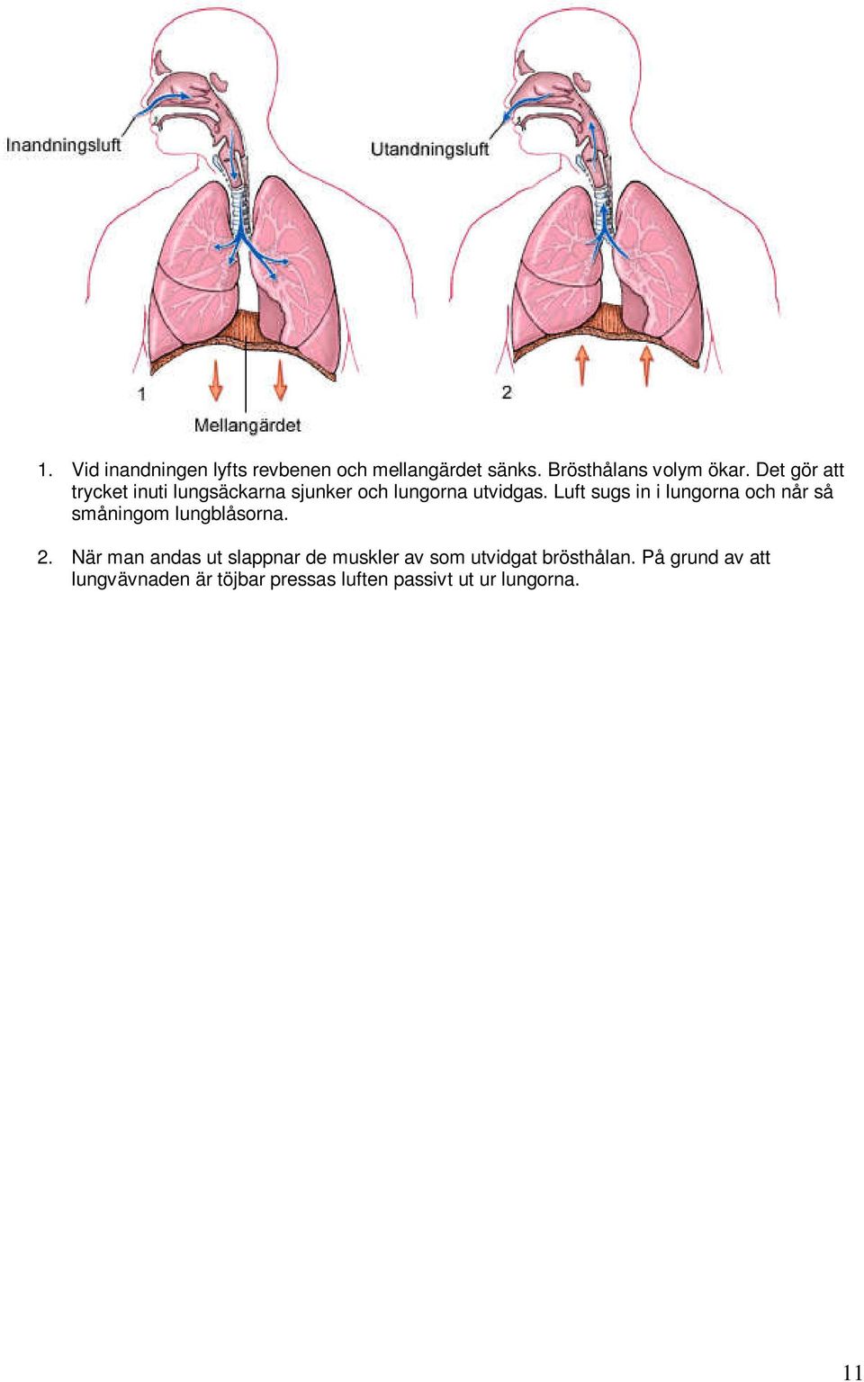 Luft sugs in i lungorna och når så småningom lungblåsorna. 2.