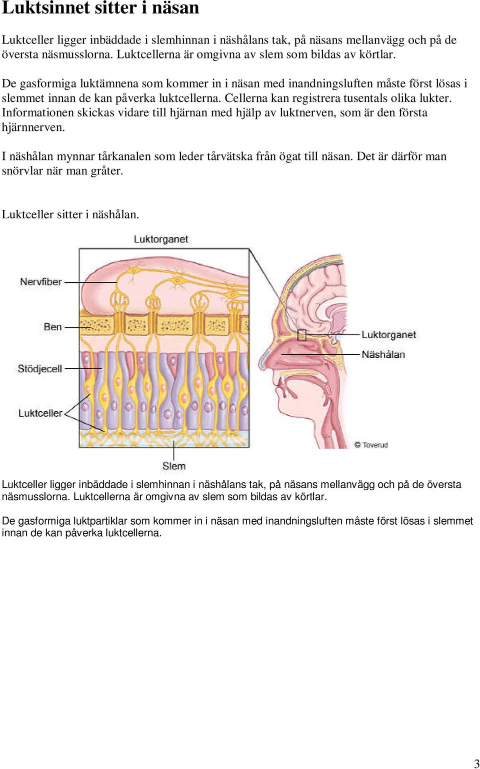 Informationen skickas vidare till hjärnan med hjälp av luktnerven, som är den första hjärnnerven. I näshålan mynnar tårkanalen som leder tårvätska från ögat till näsan.