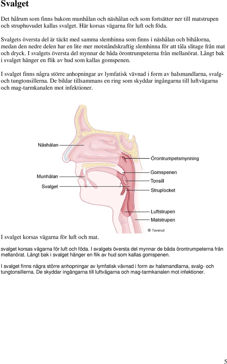 I svalgets översta del mynnar de båda örontrumpeterna från mellanörat. Långt bak i svalget hänger en flik av hud som kallas gomspenen.