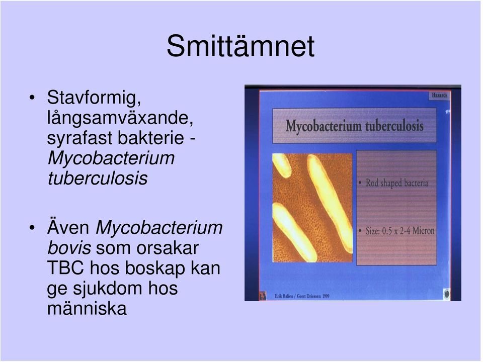 tuberculosis Även Mycobacterium bovis som